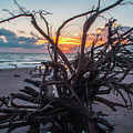 Sunrise through the tree